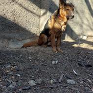 سگ ژرمن نر اصل