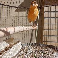 قناری ماده ( بکر ) وآماده