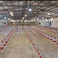 نگهبان مرغداری