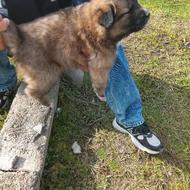 واگذاری توله سگ سرابی اصل