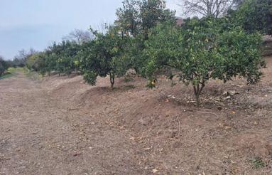 فروش زمین واقع در پایین کولا