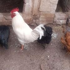 خروس سفید محلی