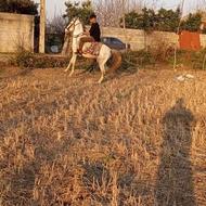 اسب عرب کرد