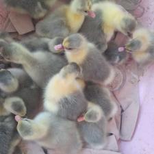 جوجه غاز سالم