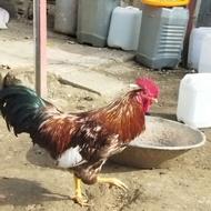 خوروس گلیم یک ساله