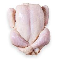 تلفات مرغ پاک شده