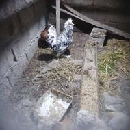 خروس گلین سالم