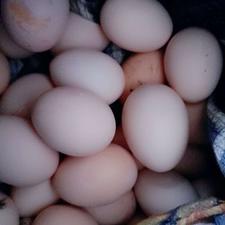 تخم مرغ محلی موجودهست