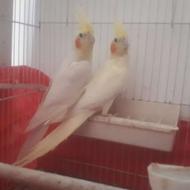 طوطی عروس خالص لوتینو