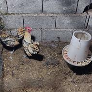 فروش خروس سیبرایت