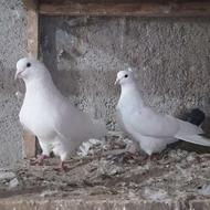 فروش چند جفت کبوتر اس گلچین شده