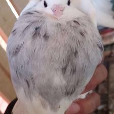 سه تا طوقی الماسی قیمت سه تاش باهم 1500٫ آدرس بستک