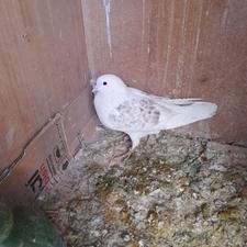 یک عدد جوجه قلمی غریب گیری