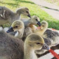 جوجه غاز 11روزه