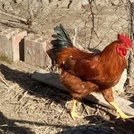 .تعویضخروس با دو عدد مرغ جوان