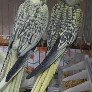 عروس هلندی مرواریدی پروانه ای