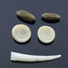 مهره پاکستانی