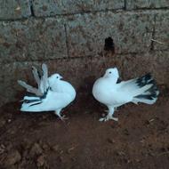 کبوتر نر ماده دم چتری