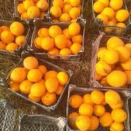 برتقال تامسون