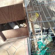 عروس هلندی مولد با دو جوجه دون خور