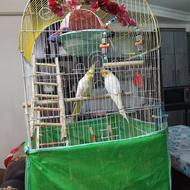 عروس هلندی با قفس