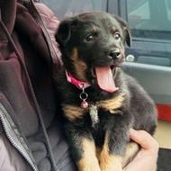 سگ رتوایلر شناسنامه دار