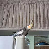 طوطی عروس کاملأ رام و سوخنگو