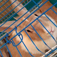 خرگوش شیطون و بامزه