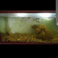 اکواریوم با لوازم