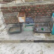 4عددقفس سالم