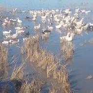 اردک محلی درشت