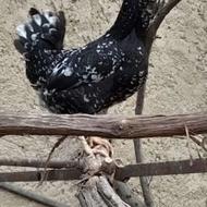 مرغ گلین اصیل فول کیفیت