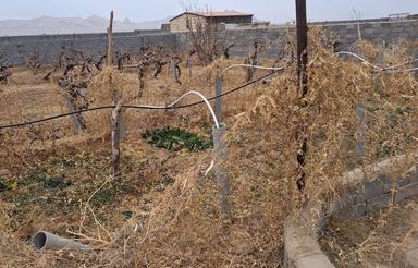 1000 متر باغچه کوچک با استخر