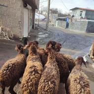 تعدادی گوسفند شیشک شکم اول نژاد همو زیگوت