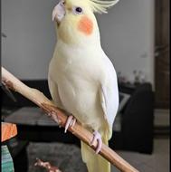 فروش فوری طوطی عروس