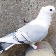 نر بلژیکی آبی