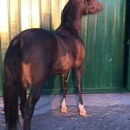 اسب کرد پرخون