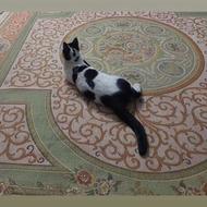 واگذاری رایگان