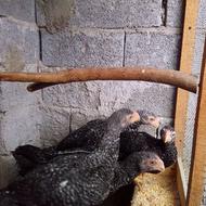 جوجه خروس هندی