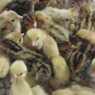 جوجه بلدرچین