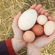 خریدار تخم غاز ب هر تعداد