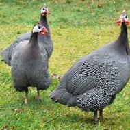 خریدار مرغ شاخدار