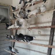 فروش انواع کبوتر فقط تماس