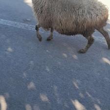 گوسفند مادر با بره