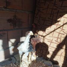 جوجه لاری جنگی