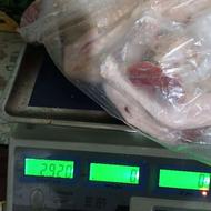 کشتار گرم غازهای محلی