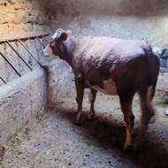 خریدار گوساله