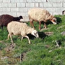 گوسفند داشتی