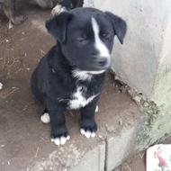 توله مالینیوز دورگ واگذاری