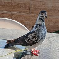 فروش کبوتر پرشی نر سوسک